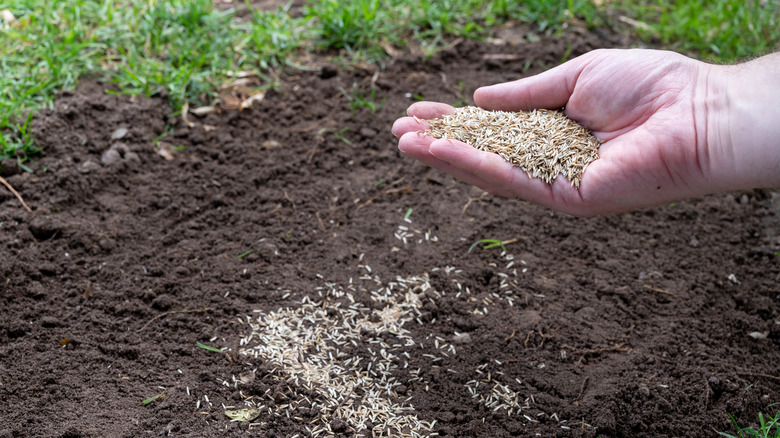 Person spreading grass seed
