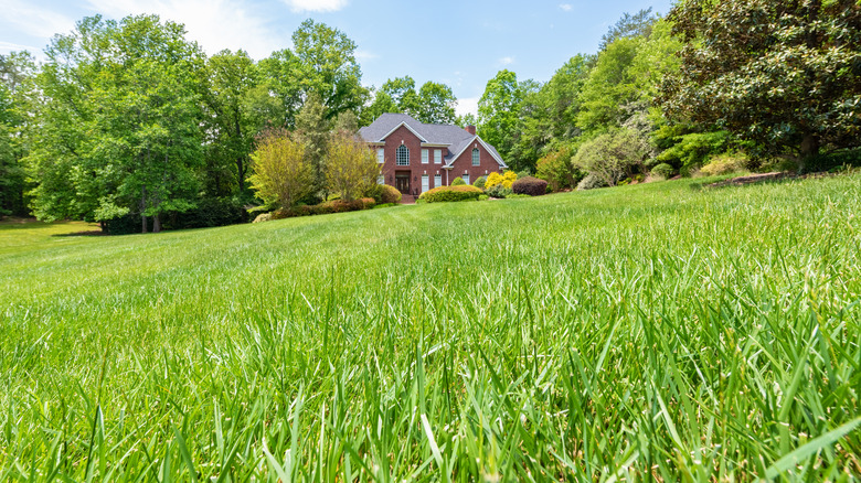 Fescue grass lawn