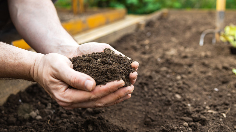 Holding a handful of loamy soil in garden