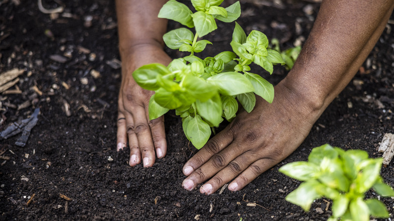 Planting herbs in fertile loam soil