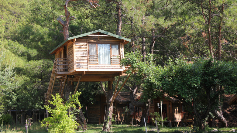A tree house built between two pine trees