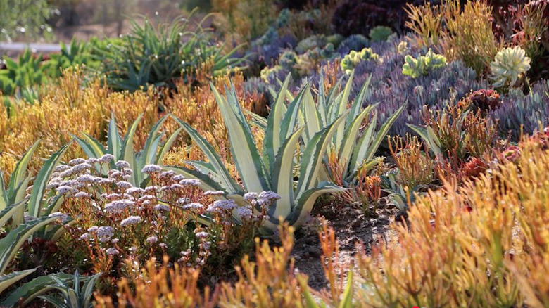 Firewise landscaping with succulent plants.