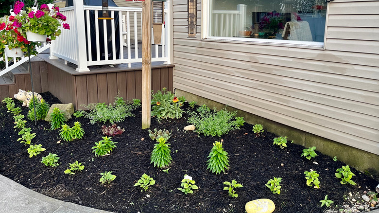 Fresh mulch surrounding new plantings in a garden bed.