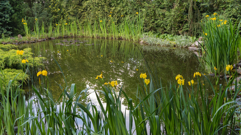 The pond is surrounded by flowering plants.
