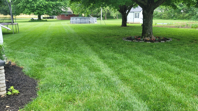 Kentucky bluegrass carpeting a home's backyard