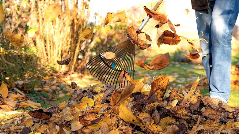 Person raking leaves