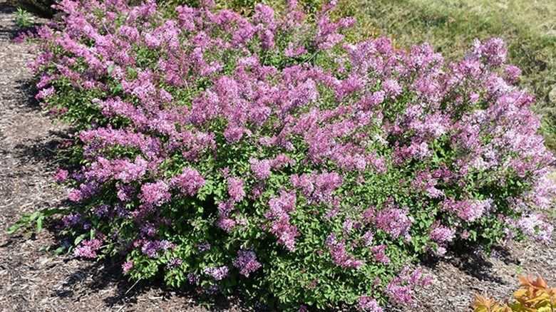 Bloomerang dwarf pink lilac in full bloom in a garden