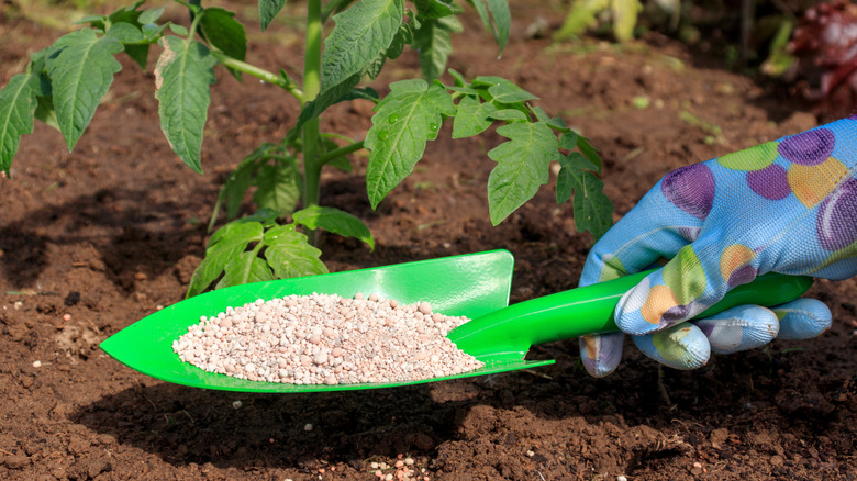 Gloved hand holding green trowel full of pelleted fertilizer