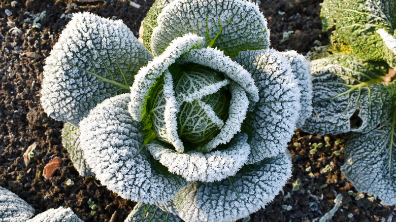 cabbage with winter frost