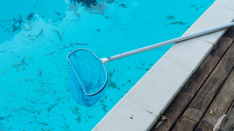 Dead algae in pool