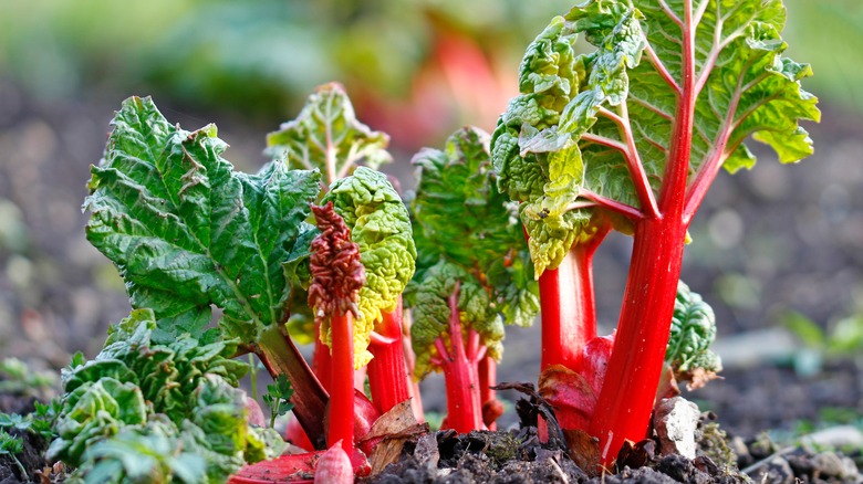 rhubarb plant early growth