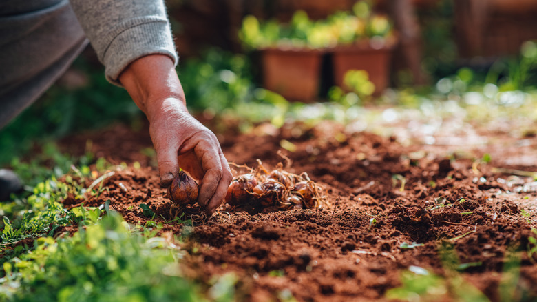planting tulip bulbs