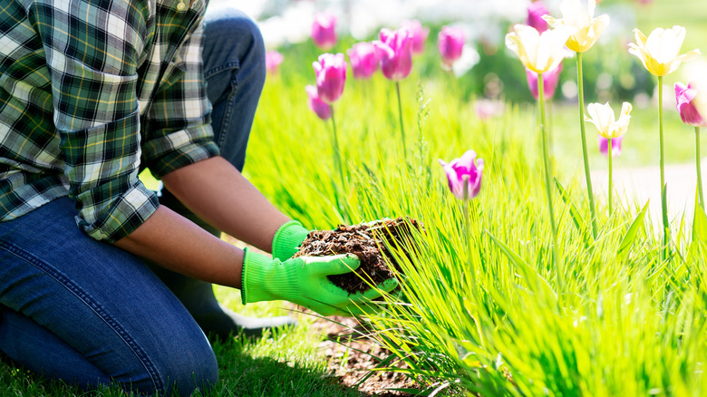 Fertilizing tulips