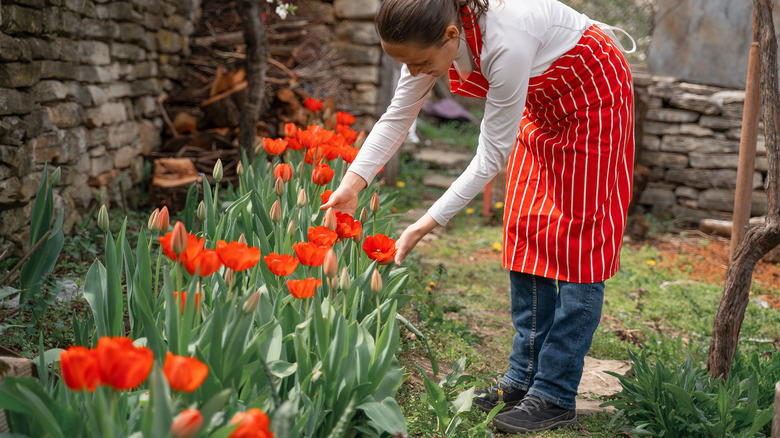 Person looking at orange tulips