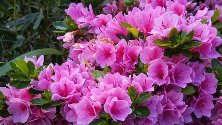 pink azaleas in bloom 