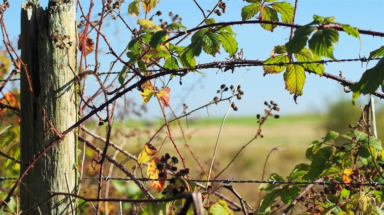 Blackberry brambles along a fence