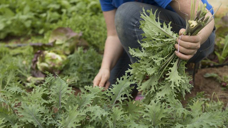 Person harvesting arugula