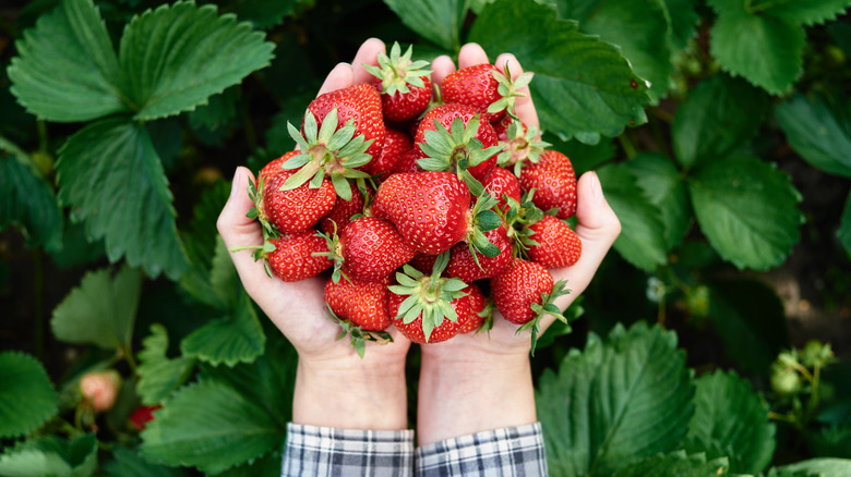 person picking ripe strawberries