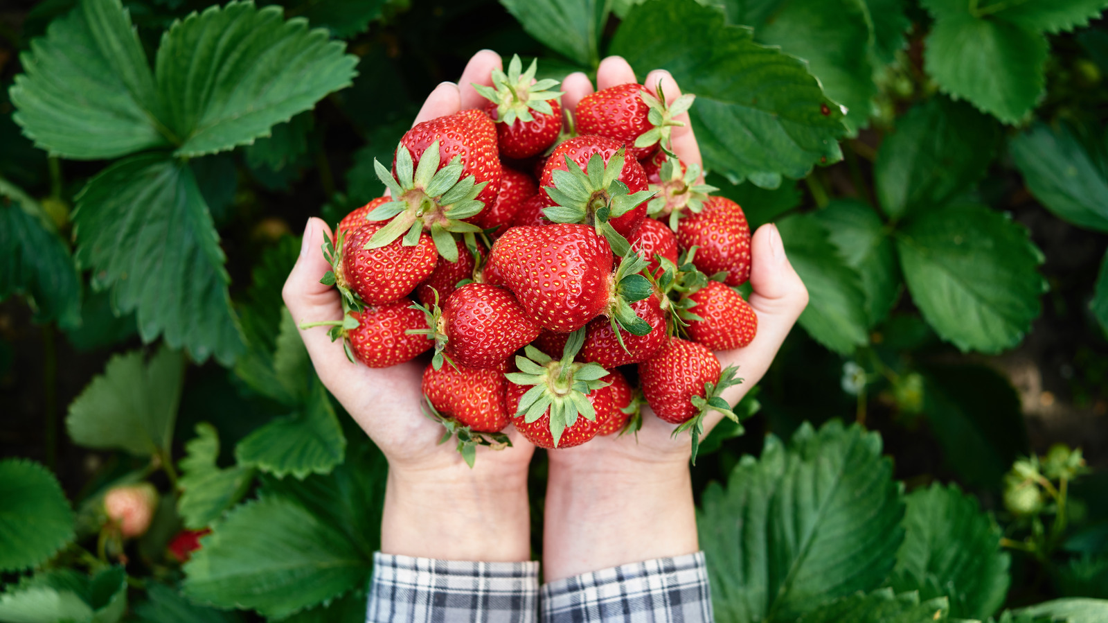 The Best Method For Harvesting Your Garden s Strawberries The Best Method For Harvesting Your Garden s Strawberries