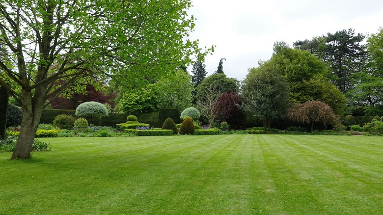 Green lawn 