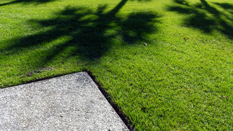 zoysia grass in yard