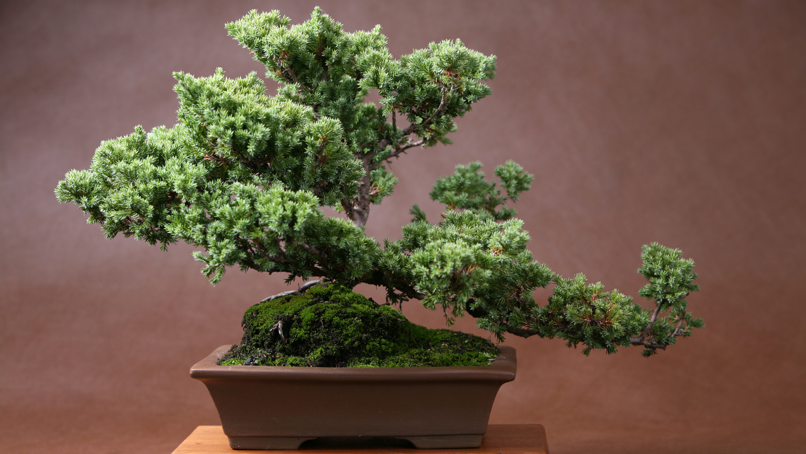 The Best Method For Planting A Bonsai In A Rock