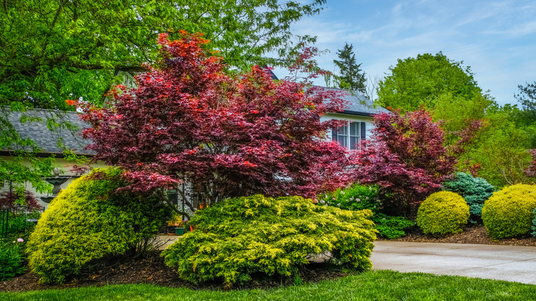 Two stunning Japanese maples in the front yard of a house surrounded by other trees and manicured shrubs.