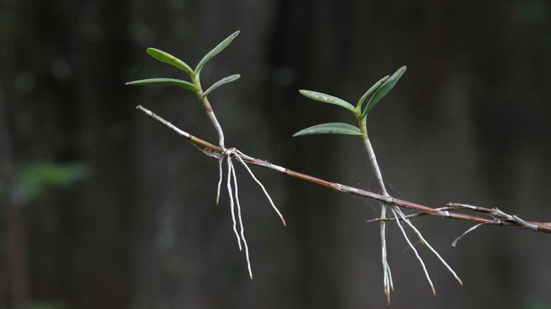 Orchid keikis on a stem
