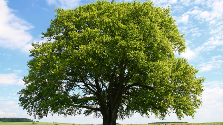 mature beech tree