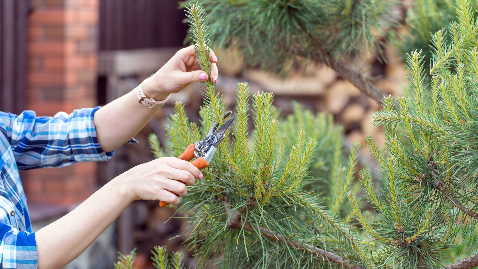 The Best Method For Pruning Your Pine Trees