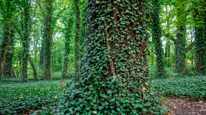 Invasive ivy vines wrapped around tree 