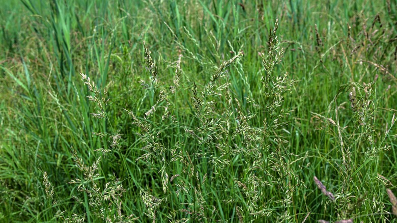 grass with seed heads