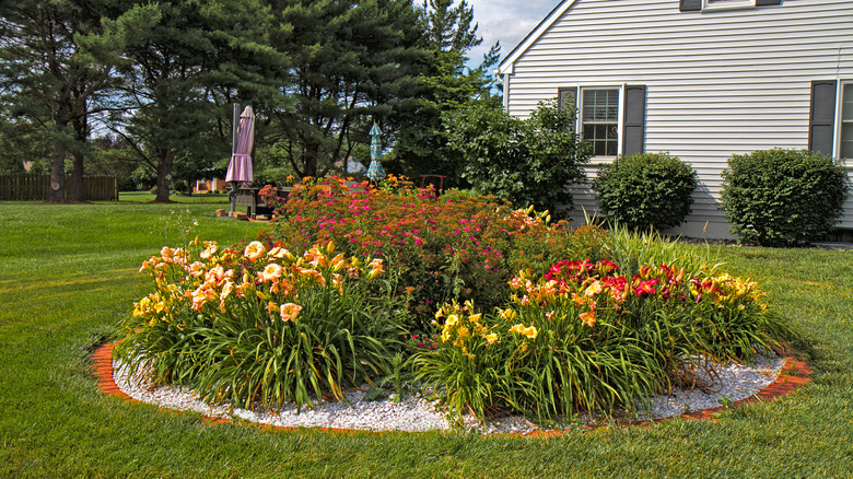 Daylilies in garden