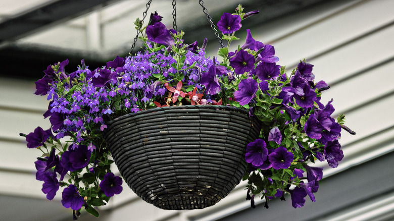Purple petunias in a hanging basket