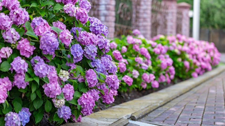 Hydrangeas planted along brick walkway