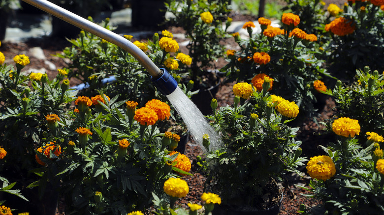 Watering marigolds with hose