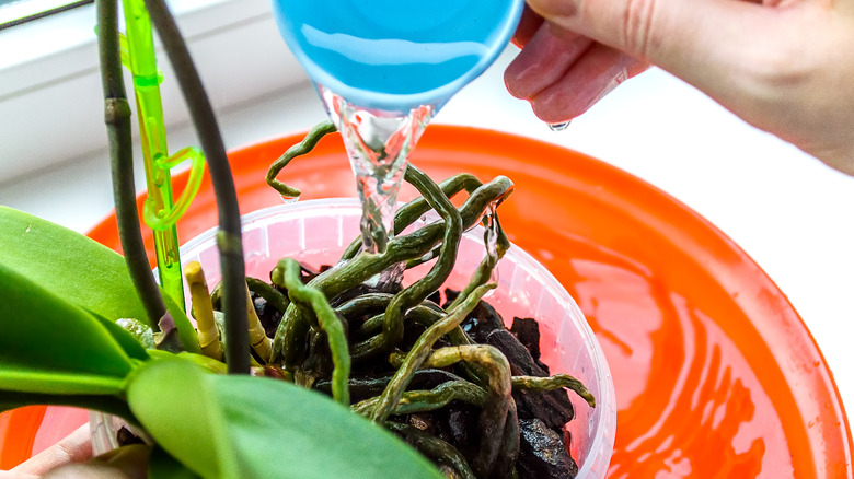 Watering orchid planted in bark