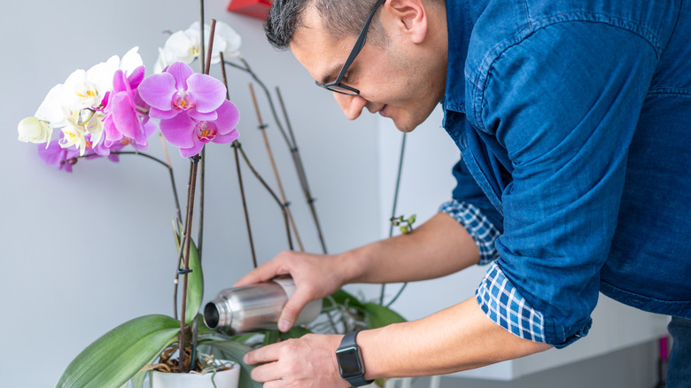 Man watering orchids 