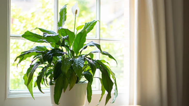 peace lily on windowsill