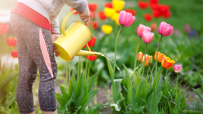 women watering bed of tulips
