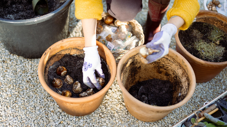 women wearing gloves planting tulips