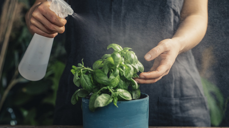 Woman misting potted basil plant