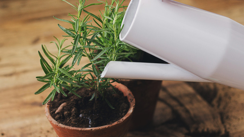 Proper Watering Techniques For Rosemary Plants