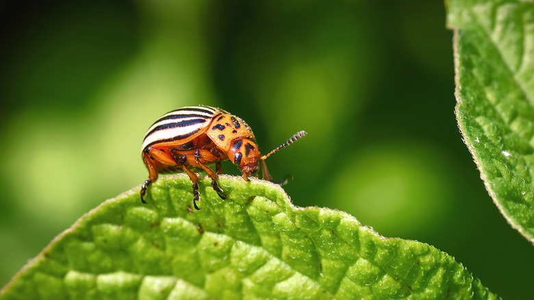 insect eating leaf