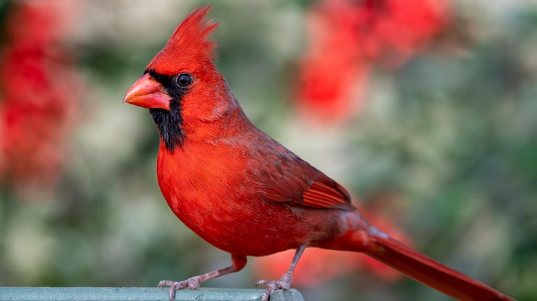 A bird sitting on outdoor furniture