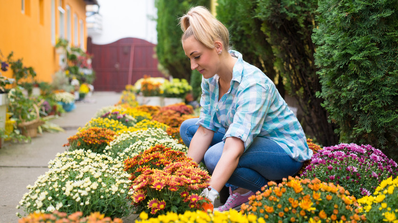 Person tending to chrysanthemums in their garden