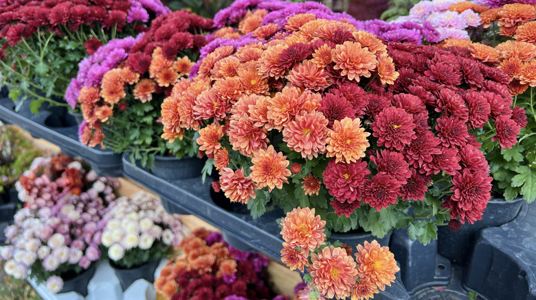 Chrysanthemums in various colors on sale at a shop and blooming