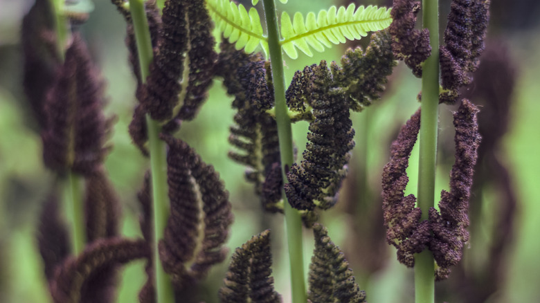 Closeup of interrupted fern (Osmunda claytoniana) with two green leaves and many immature purple leaves