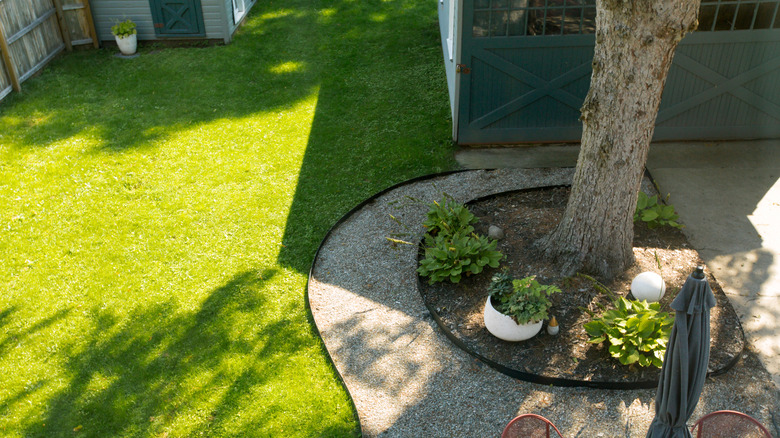 Shaded area of lawn with a tree surrounded by bare garden plot with plants in pots