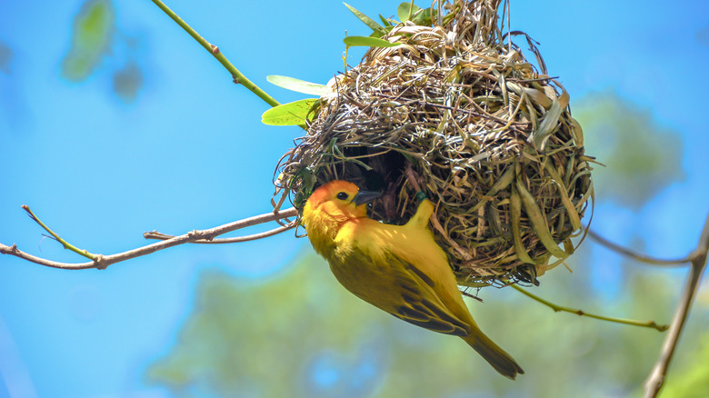 bird gathering nesting material